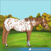Horse Color:Chestnut Tobiano Blanket 