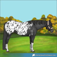 Horse Color:Black Tobiano Appaloosa 