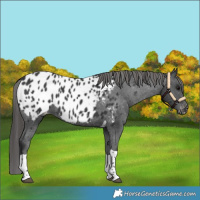 Horse Color:Black Tobiano Blanket