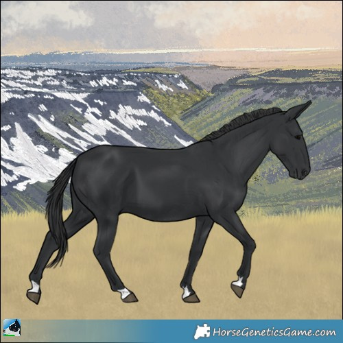 Horse Color:Black and Black