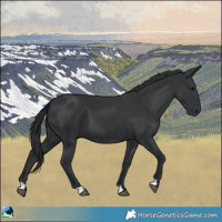 Horse Color:Black  and Black 