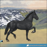Horse Color:Black and Black