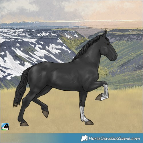 Horse Color:Black and Black