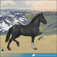 Horse Color:Black and Black