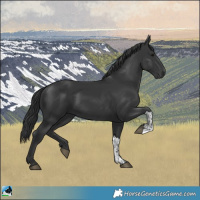 Horse Color:Black  and Black 
