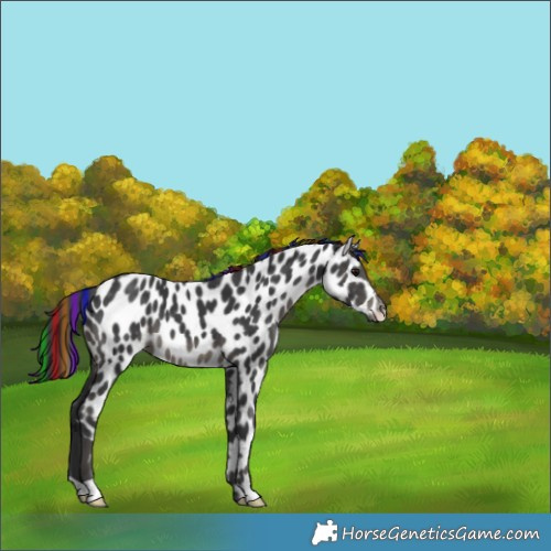 Horse Color:Painted Black Appaloosa 