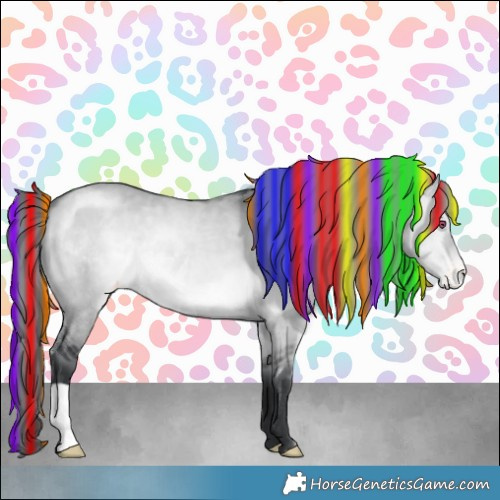 Horse Color:Painted Brown Chinchilla Dun Appaloosa