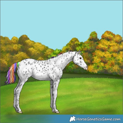 Horse Color:Platinum Painted Black Chinchilla Appaloosa 