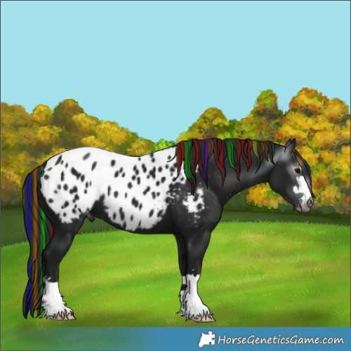 Horse Color:Gray Painted Black Appaloosa 