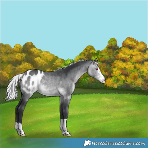 Horse Color:Silver Bay Chinchilla Appaloosa