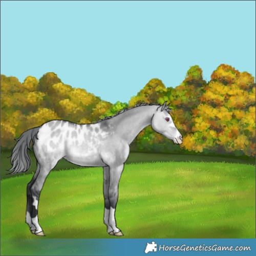 Horse Color:Brown Chinchilla Dun Appaloosa 