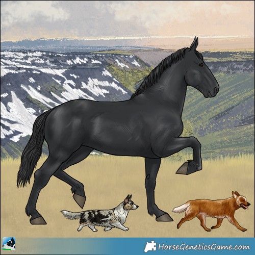 Horse Color:Black 
