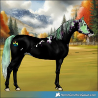 Horse Color:Watercolor White Spotted Grullo Appaloosa 