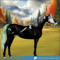 Horse Color:Watercolor White Spotted Grullo Appaloosa 