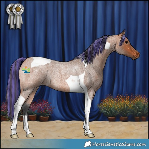 Horse Color:Painted Bay Roan Tobiano Rabicano 