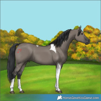 Horse Color:Grullo Tobiano 