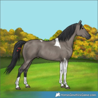 Horse Color:Grullo Tobiano 