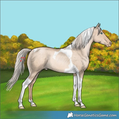 Horse Color:Chocolate Palomino Pearl Dun Tobiano 