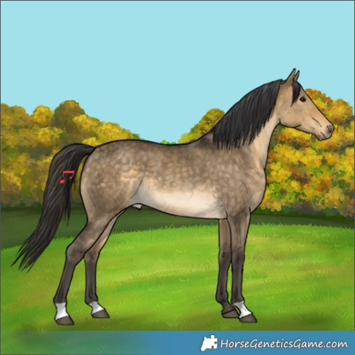 Horse Color:Buckskin Dun 