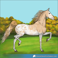Horse Color:Red Dun Appaloosa  and Red Dun Splash Appaloosa 