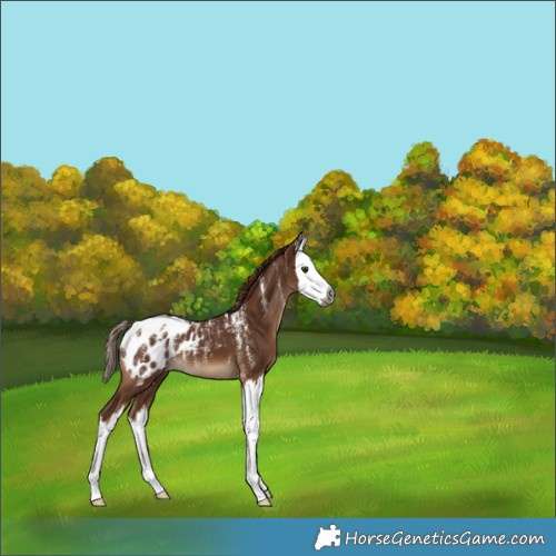 Horse Color:Powder White Gray Chestnut Splash Appaloosa 
