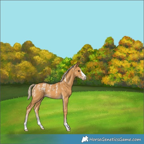 Horse Color:Powder White Palomino 