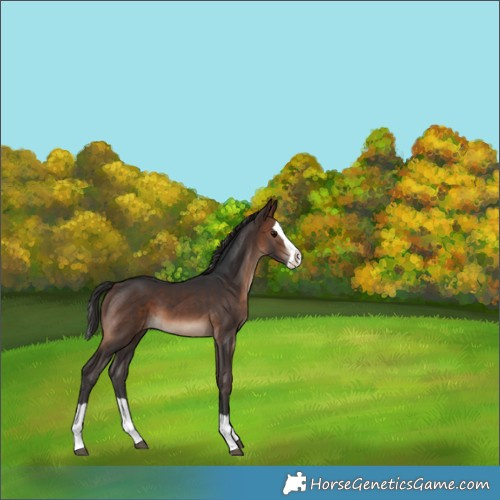 Horse Color:Brown Splash 