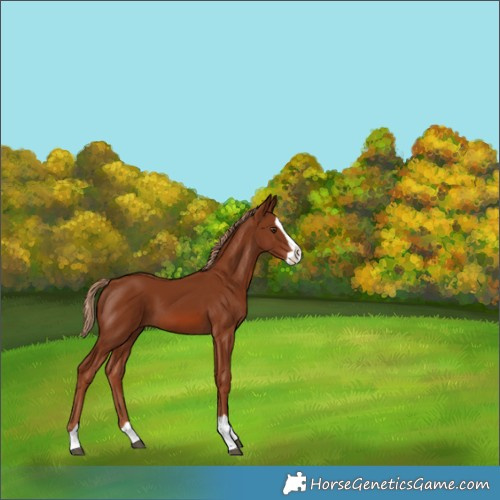 Horse Color:Chestnut Splash 