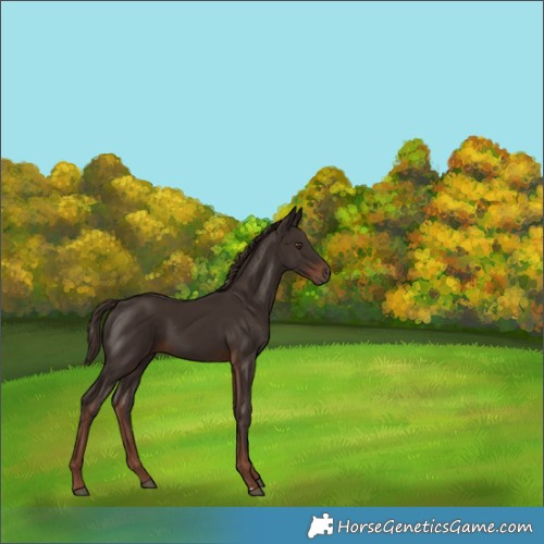 Horse Color:Liver Chestnut 