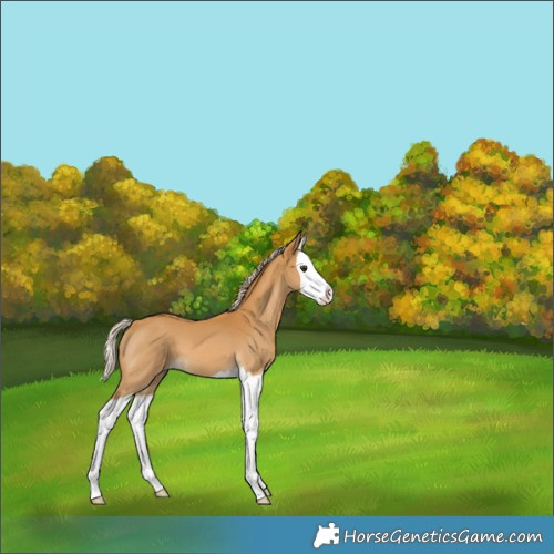Horse Color:Palomino Splash 