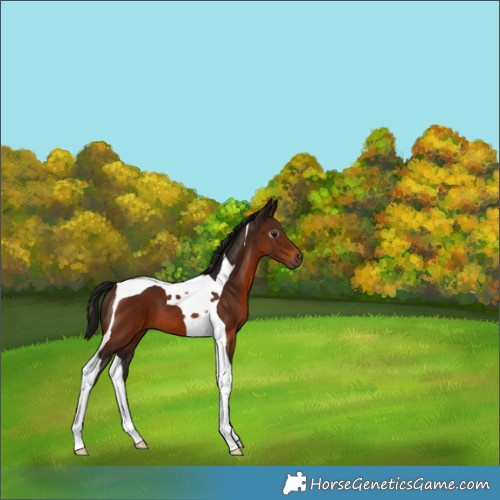Horse Color:Gray Bay Tobiano 
