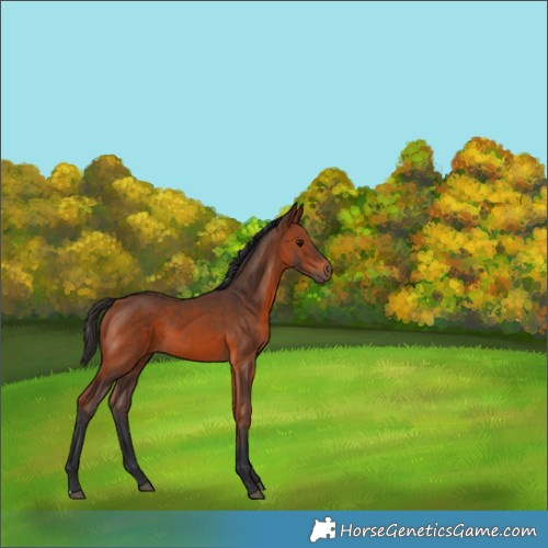 Horse Color:Bay 
