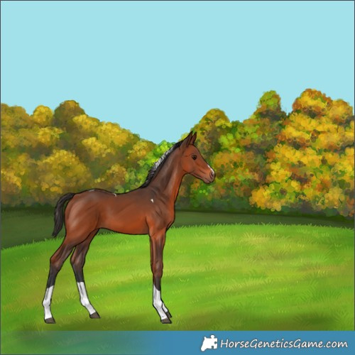 Horse Color:Bay Tobiano 
