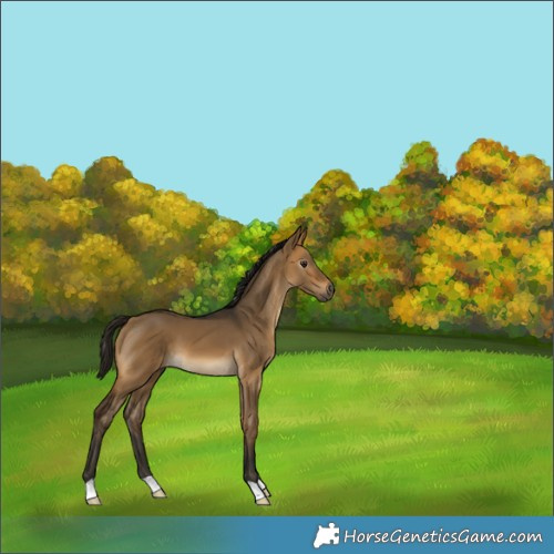 Horse Color:Gray Buckskin Dun 