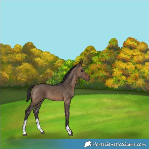Horse Color:White Spotted Brown Dun 