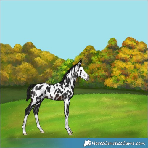 Horse Color:Gray Brown Splash Appaloosa 
