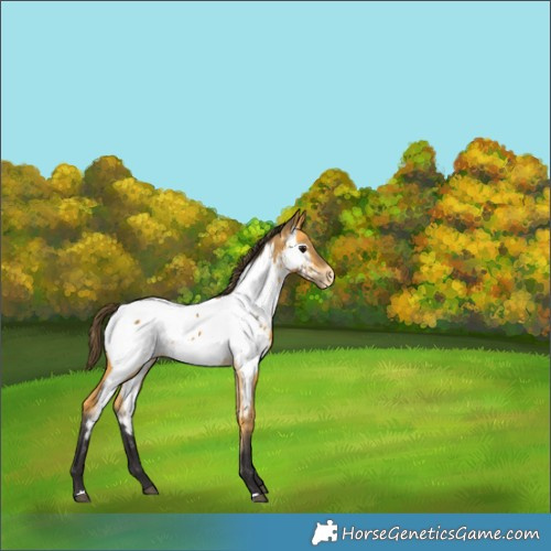 Horse Color:Buckskin Appaloosa 