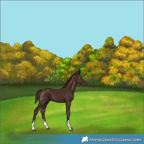 Horse Color:Gray White Spotted Chestnut 
