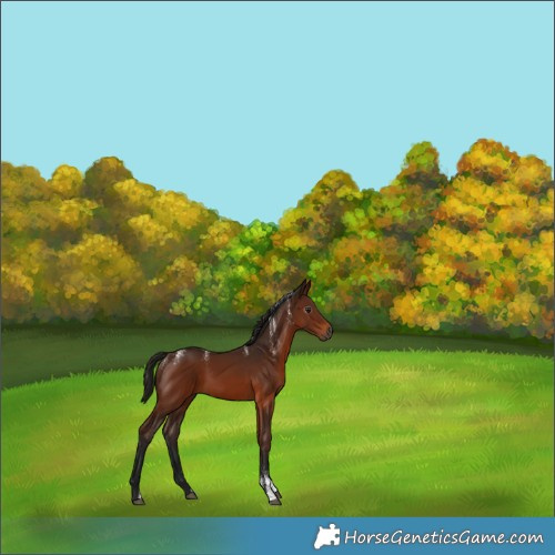 Horse Color:Powder White Gray Bay 