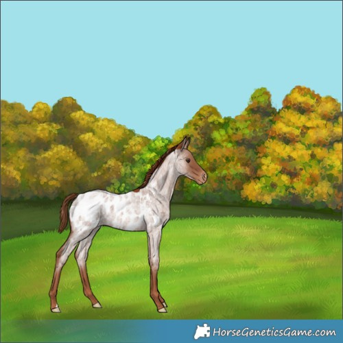 Horse Color:Red Roan Appaloosa 