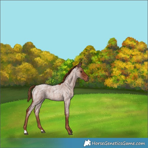 Horse Color:Red Roan 