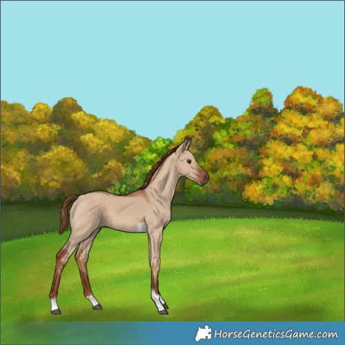 Horse Color:Red Dun Tobiano 