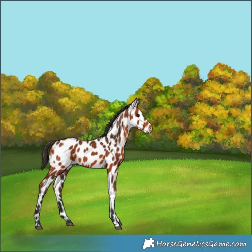 Horse Color:Bay Appaloosa 