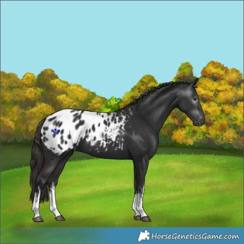 Horse Color:Gray White Spotted Liver Chestnut Appaloosa 