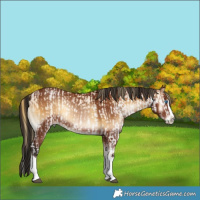 Horse Color:Chocolate Buckskin Pearl Splash  and Gray Bay Onyx Splash