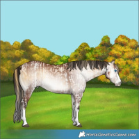 Horse Color:Chocolate Buckskin Pearl Splash and Gray Bay Onyx Splash