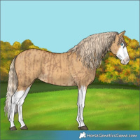 Horse Color:Red Dun Splash  and Palomino Dun Splash 