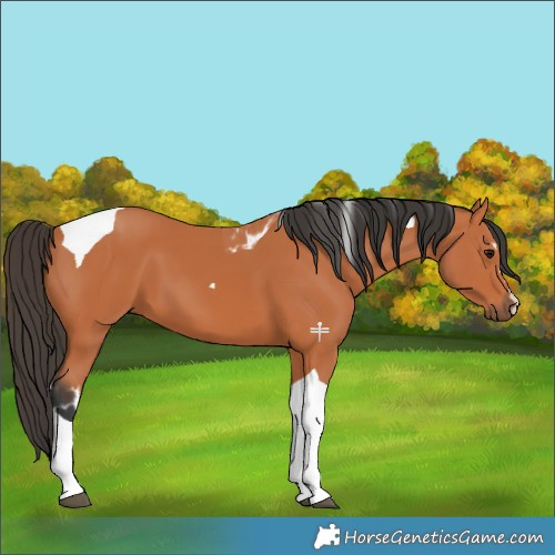 Horse Color:Bay Tobiano 