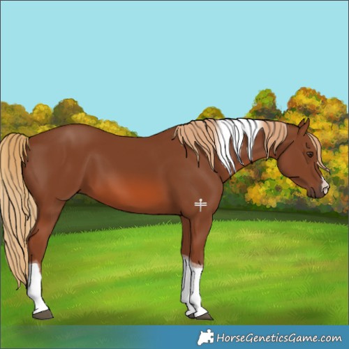 Horse Color:Chestnut Tobiano 