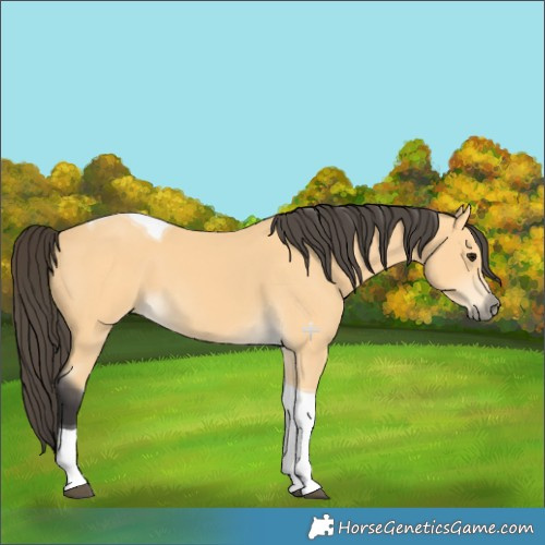 Horse Color:Buckskin Tobiano 